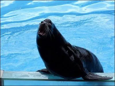 L'otarie est un poisson .