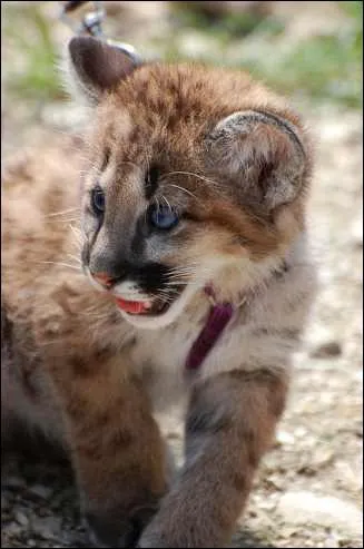 C'est au Masa Mara, en Afrique, que vous avez le plus de chance de filmer un bb puma !