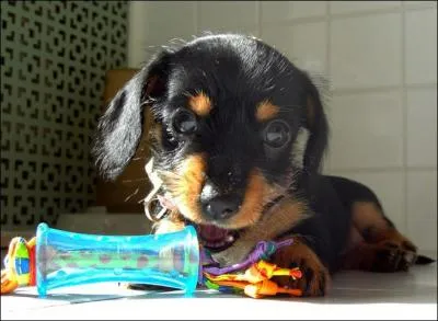 Un chien adulte peut peser moins de 500 grammes !