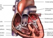 Quiz Anatomie du corps humain (9)