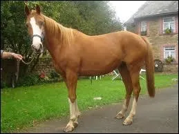 Ce cheval est un :