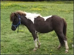 Ce poney est-il le plus petit de sa catgorie ?