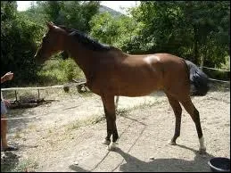 La robe de ce cheval est :