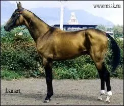 Ce cheval est-il teint ?