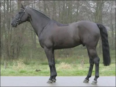 Quelle est cette race ?