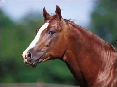 Quelle est cette race ?