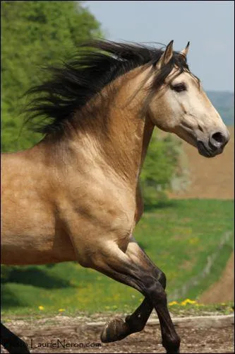 Quelle est cette race ?