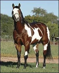 Quelle est cette race ?