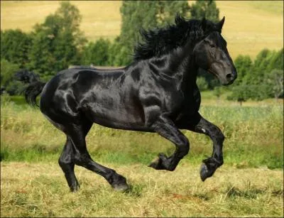 Quelle est cette race ?