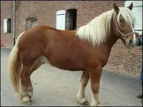 Quelle est cette race ?