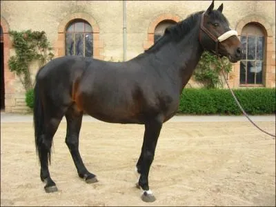 Quelle est cette race ?