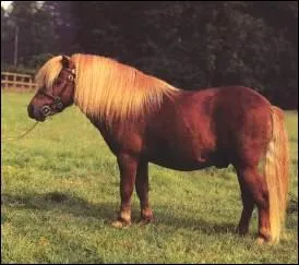 Quelle est cette race ?