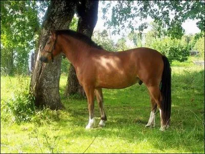 Quelle est cette race ?