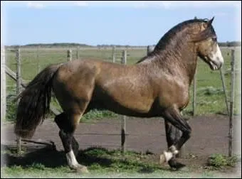 Quelle est cette race ?