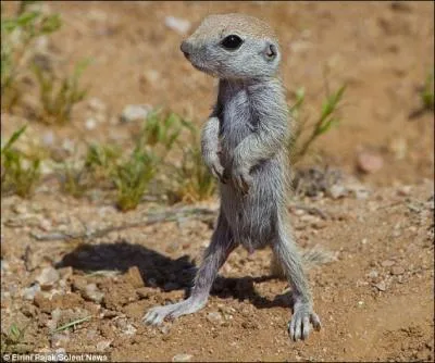 L'cureuil du dsert, en prvision de la neige, cache des noisettes dans le sable !