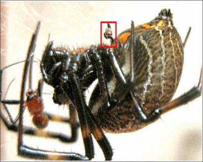 Chez certaines espèces, le mâle araignée offre une proie emmaillotée à la femelle pour la séduire !