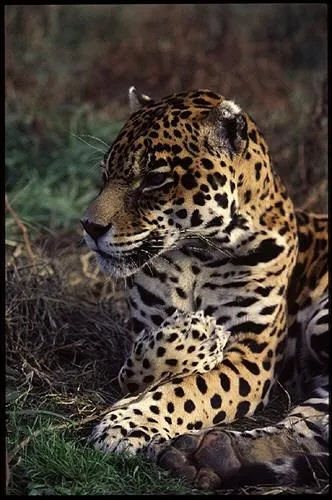 Au Congo, le dernier jaguar a t tu par un braconnier en 1964 !