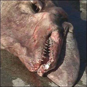 Le requin a deux pnis !