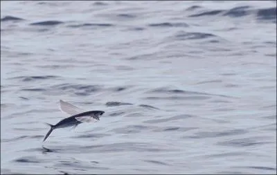 L'exocet est un poisson dont la particularit est de donner l'impression de voler quand il saute hors de l'eau. Il a donn son nom  un projectile militaire de type :