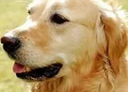 Quiz Les races de chiens