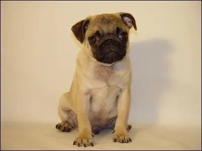 Quelle est cette race de chien ?