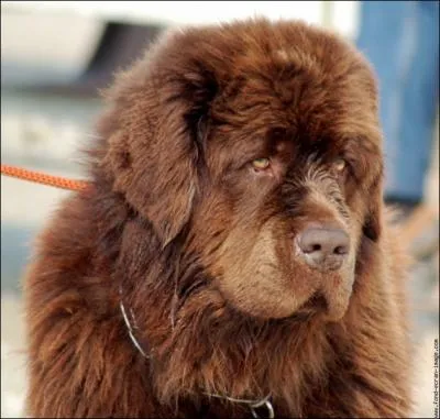 Quelle est cette race de chien ?