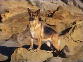 Quelle est cette race de chien ?