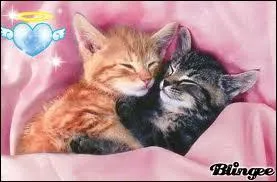 Quelle chatte est devenue ancienne sans avoir eu d'amour ?