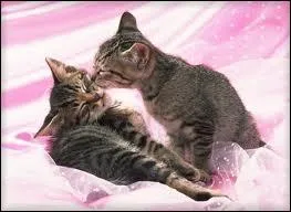 Chipie est amoureuse de Flocon de Neige , mais celui-ci est amoureux d'une autre chatte , laquelle ?