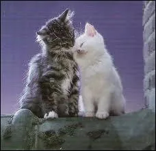 Combien d'enfants ont eu Poil de Fougre et Poil de Chtaigne ?