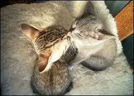 Lequel de ces personnages n'a pas eu d'amour avec Poil d'cureuil ?