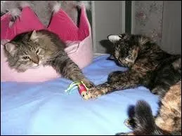 Plume de Jais et Feuille de Lune ne pouvaient pas tomber amoureux pour deux raisons, laquelle n'est pas la bonne parmi les 3 suivantes ?