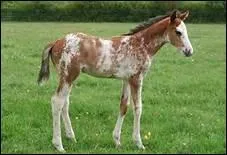 Dans un levage,  quel ge commence le sevrage d'un poulain ?