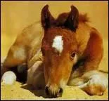 Quand l'humain peut-il commencer  manipuler le poulain ?