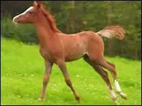 Comment se passe le sevrage d'un poulain ?