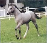 Quel est le poids moyen d'un poulain  l'ge d'un mois ?