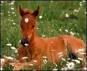 Quelle maladie est frquente chez le poulain ?
