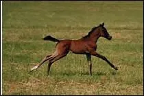 Pour rentrer un poulain et sa mre dans leur box aprs une journe au pr, comment procde-t-on ?