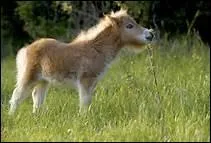 Est-il possible de prdire le temprament d'un poulain ds la premire anne de sa vie ?