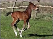 Pourquoi ne doit-on pas traiter un poulain comme un animal de compagnie ?