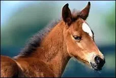 Jusqu' quel ge un poulain grandit-il ?