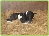 Qu'appelle-t-on un foal ?