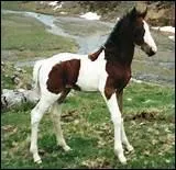 Le nom de tous les poulains doit-il commencer par la lettre de l'anne de naissance ?