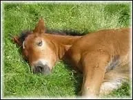 Quand fte-t-on l'anniversaire des chevaux ?