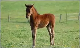 Qu'appelle-t-on un yearling ?
