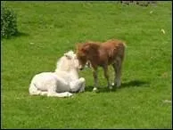 Aprs la naissance, au bout de combien de temps en moyenne un poulain se lve-t-il ?