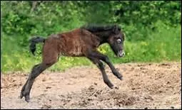 A quel ge commence le dbourrage d'un poulain ?