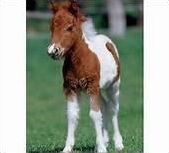 Quiz Equitation