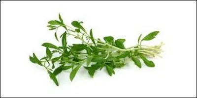 Comment appelle-t-on parfois la sarriette ?