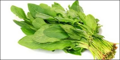 Où cultive-t-on l'oseille ?